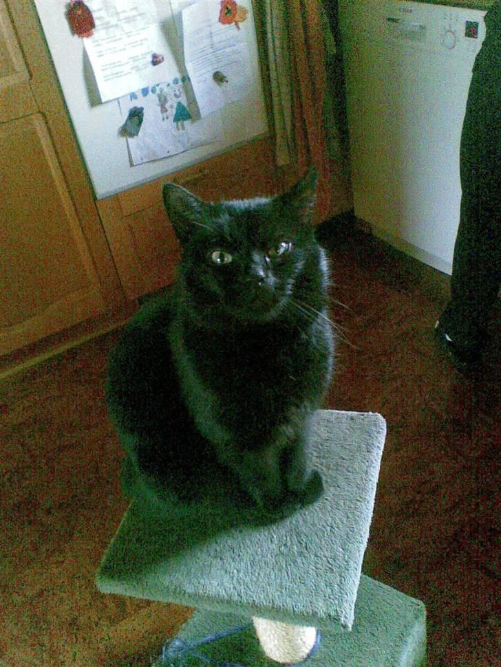 Huskat Fido billede 3