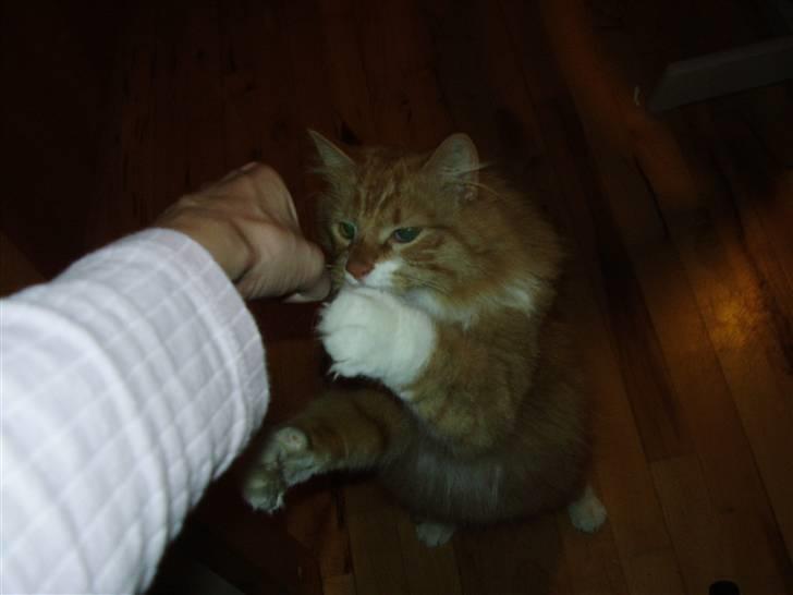 Blanding af racer Felix - Felix laver sit berømte tricks Nb mor har altså en feta i hånden den gale kat elsker alt slags ost?! billede 12