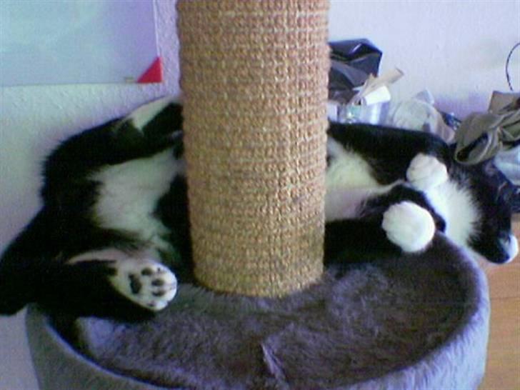 Huskat Pjevs billede 11