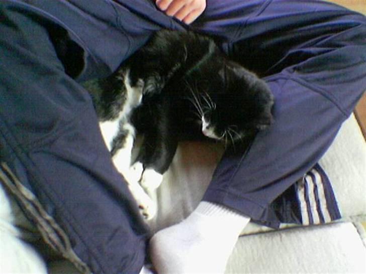 Huskat Pjevs billede 12