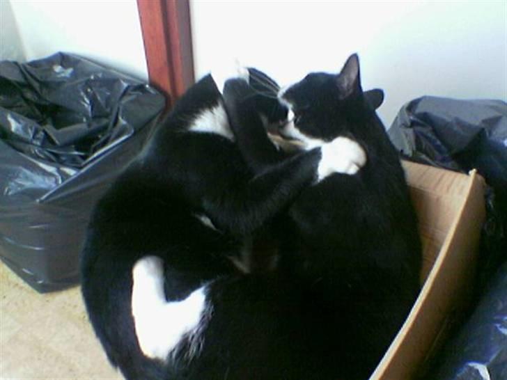 Huskat Pjevs billede 13