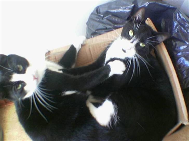 Huskat Basse billede 14