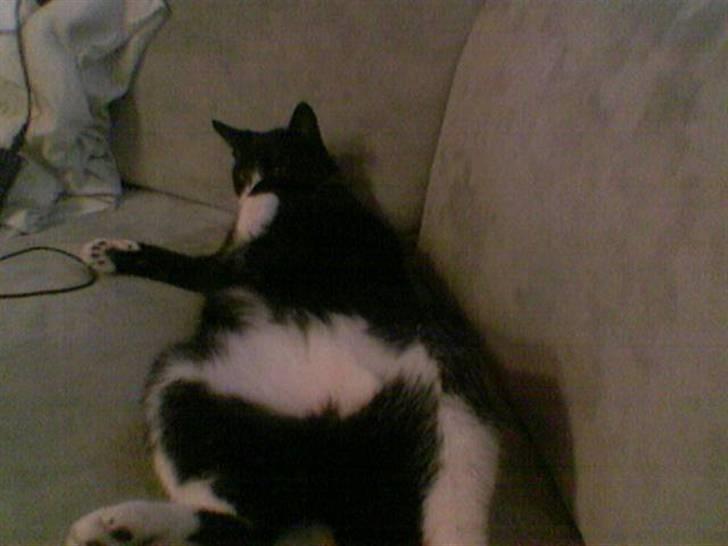 Huskat Pjevs billede 14