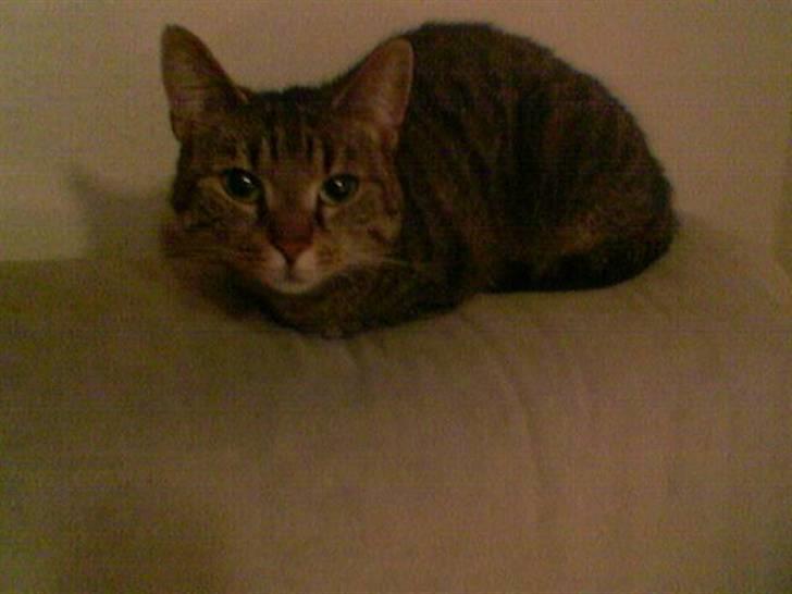 Huskat Lillepigen billede 9