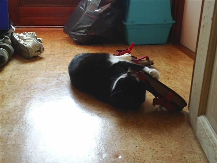 Huskat Basse billede 15