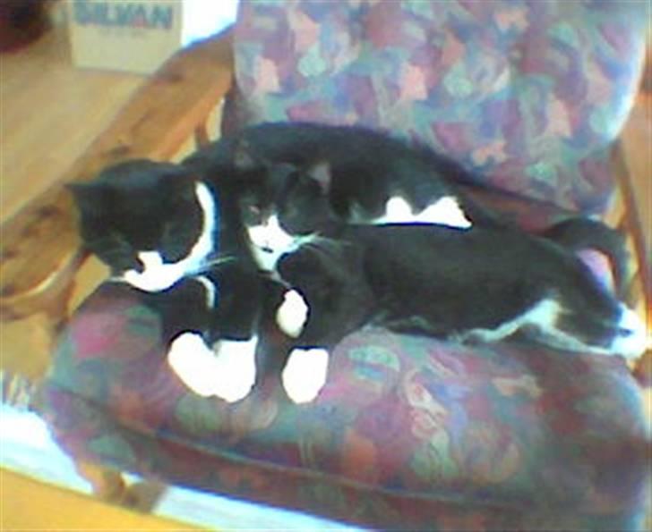 Huskat Basse billede 16