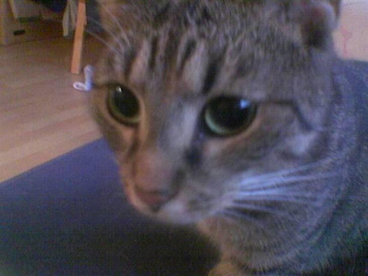 Huskat Lillepigen billede 10