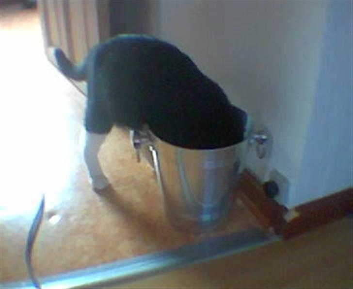 Huskat Basse - Basse på spanden. billede 17