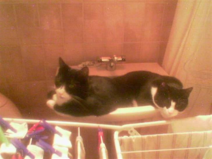 Huskat Basse billede 18