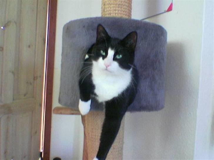 Huskat Basse billede 20