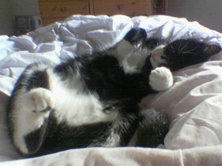 Huskat Pjevs billede 15