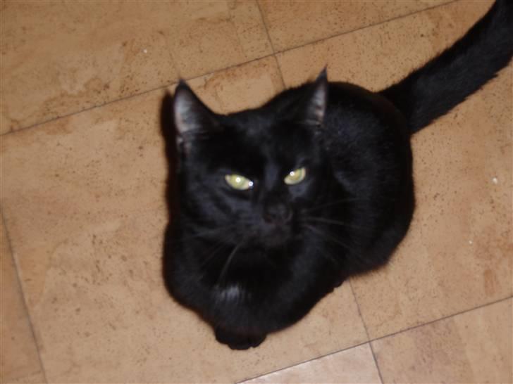 Huskat Blackki - umm det dufter dejligt mor hvad er det billede 7