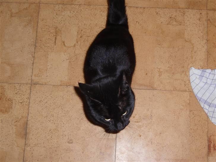 Huskat Blackki billede 8