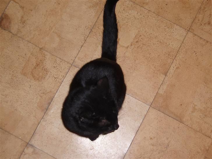 Huskat Blackki billede 9