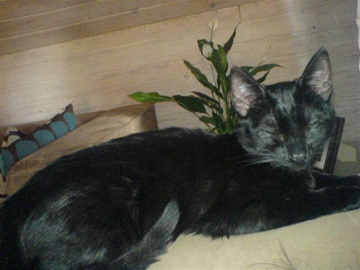 Huskat PSYCHO - slapper litt af på sofaen:) billede 1