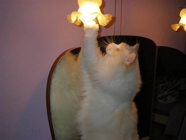 Ragdoll Zephyros - Zephyros som elektriker. billede 15