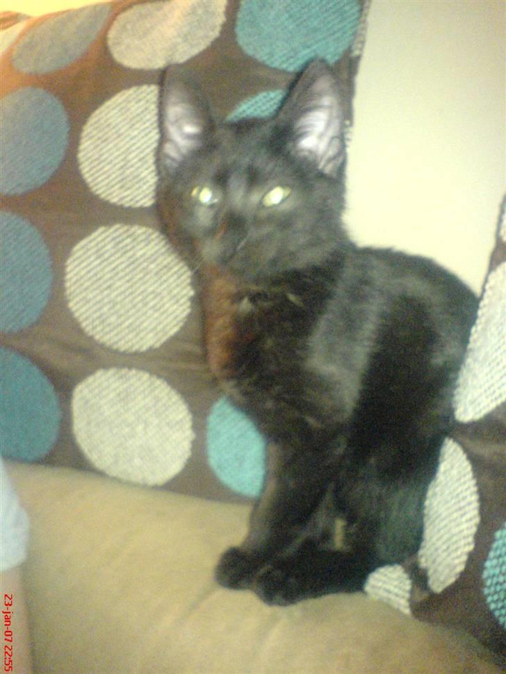 Huskat PSYCHO - min deilige miss billede 2