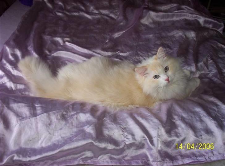 Ragdoll Zephyros billede 16