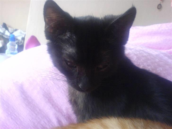 Huskat PSYCHO - som baby<3 billede 3