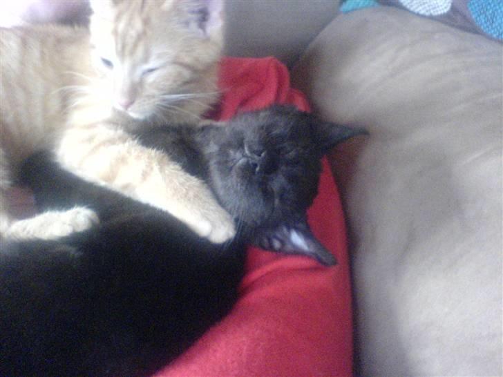 Huskat PSYCHO - satan og psycho:) søsken kjærlighed<3 billede 4