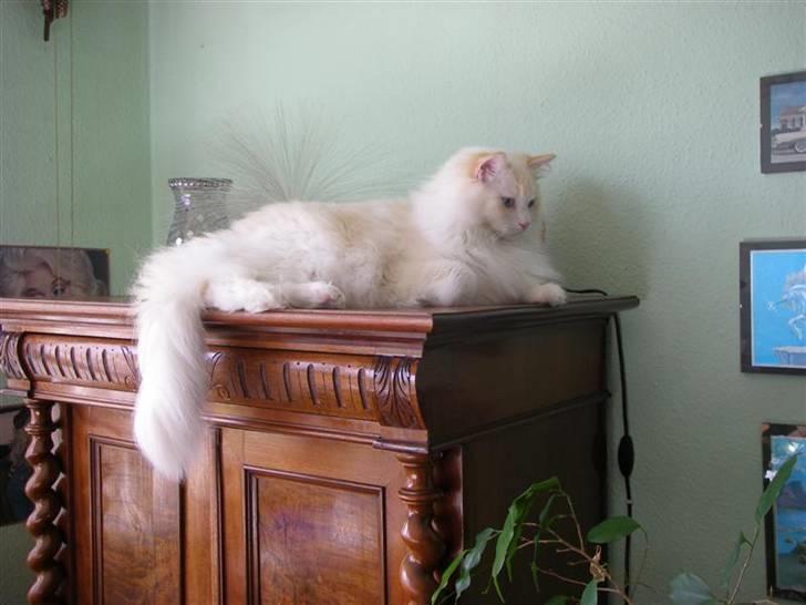 Ragdoll Zephyros billede 17