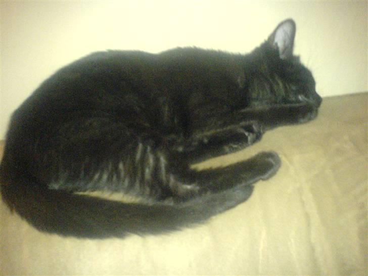 Huskat PSYCHO - bolle musa mi:) billede 5