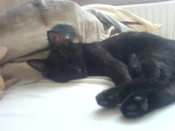 Huskat PSYCHO - etter setrilisering.... trætt.... billede 6