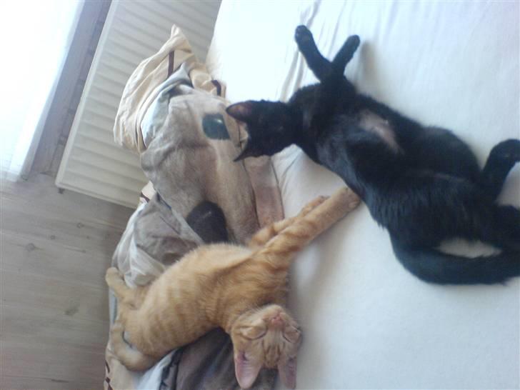 Huskat PSYCHO - også efter sterilisering, sammen m satan og slapper af i mor`s seng:D billede 7