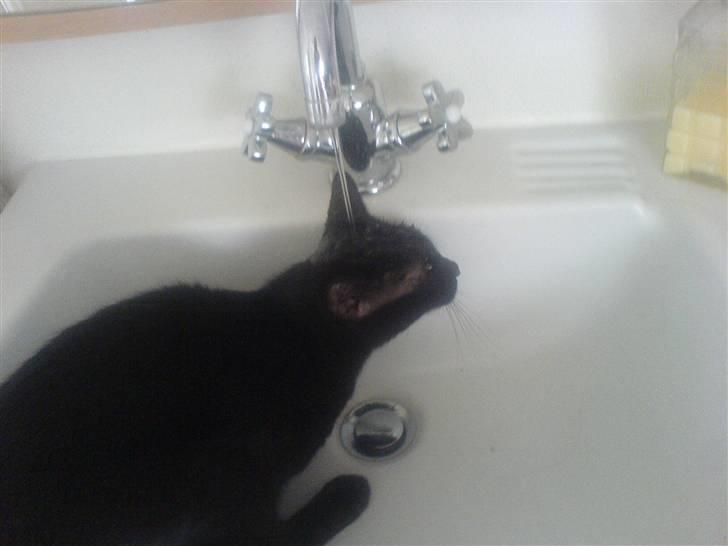 Huskat PSYCHO - ELSKER VANN:D billede 8