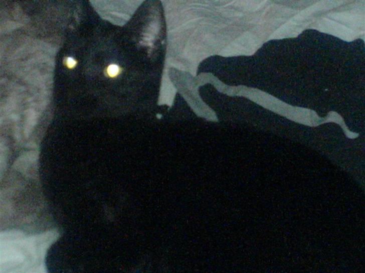 Huskat PSYCHO - <3 vakkre misse pusen min <3 billede 9