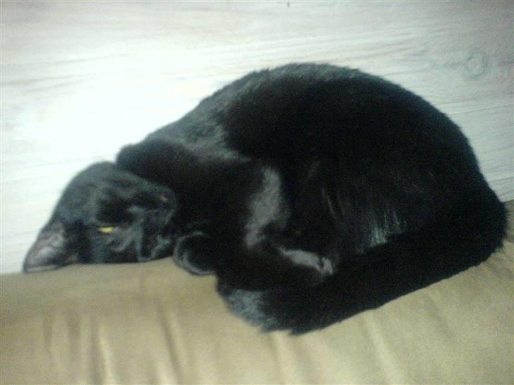 Huskat PSYCHO - elsker og krølle sig sammen..:) billede 10