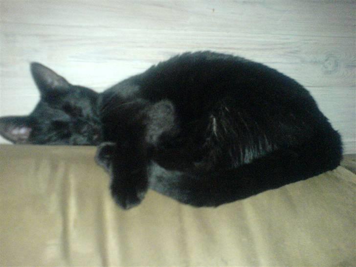 Huskat PSYCHO - slapper af:) billede 11