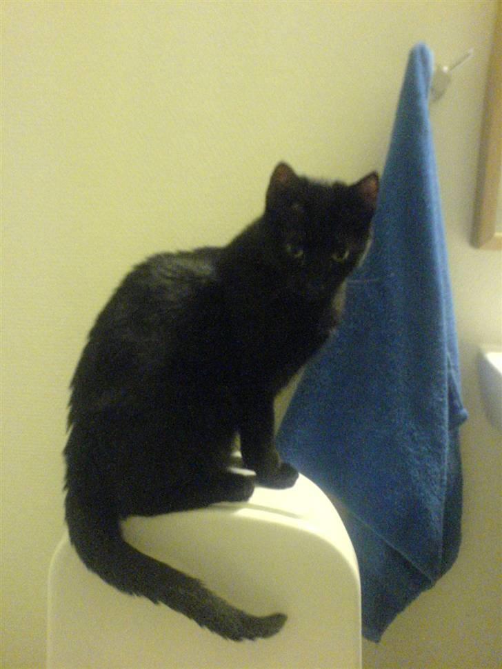 Huskat PSYCHO - venter på jeg skal tende for noe vann;D billede 12