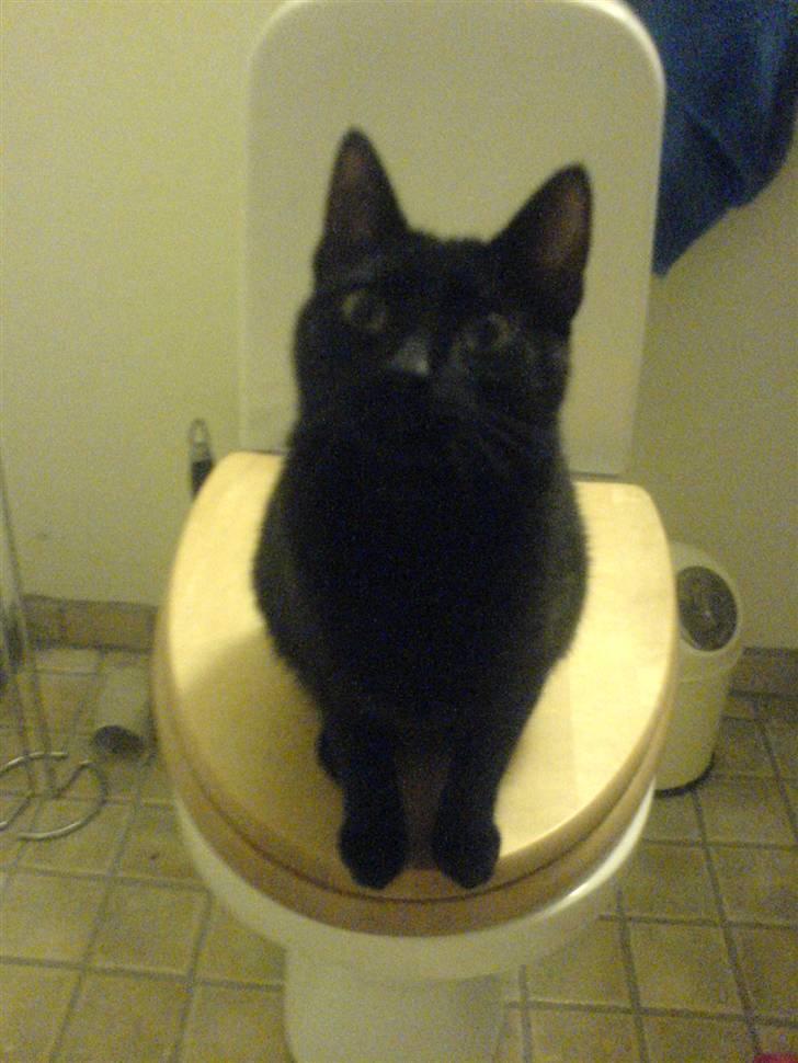 Huskat PSYCHO - hallo, moar....:) billede 13