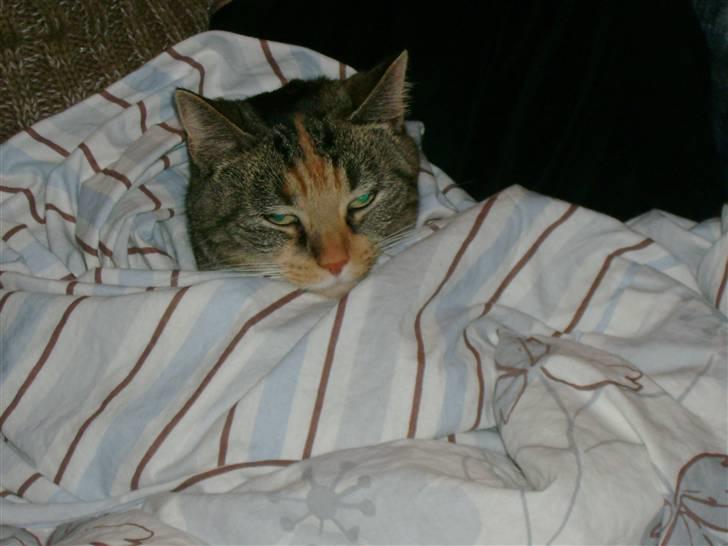 Huskat Zenta - Zenta ligge og hygge sig i min dyne billede 1