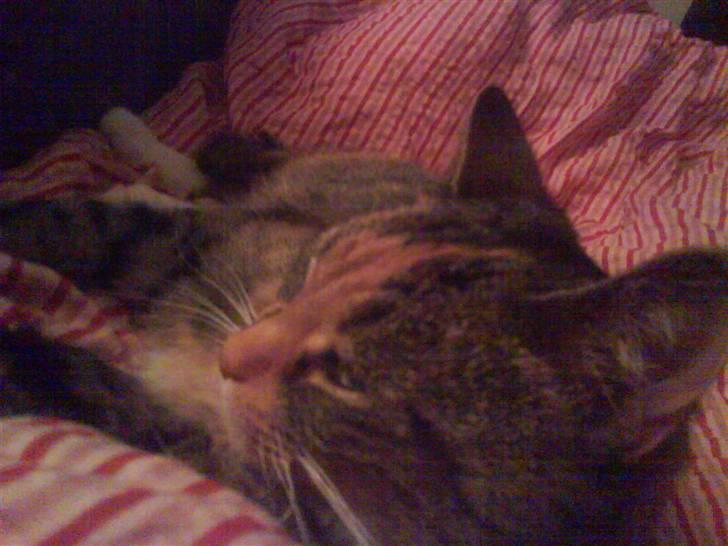 Huskat Zenta - Zenta hygge sig billede 2