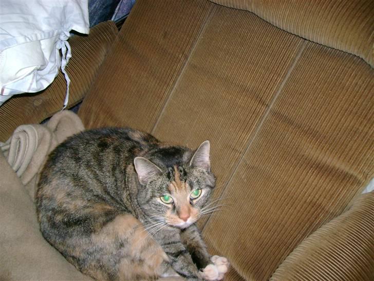 Huskat Zenta - Det kun være at man skulle sove lidt billede 3