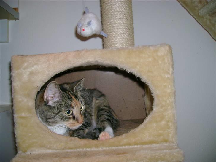 Huskat Zenta - Gemmer mig for mor,men hun fandet mig øv øv billede 4