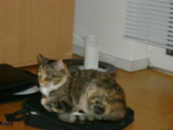 Huskat Zenta - Må ligge på dvd taske billede 5