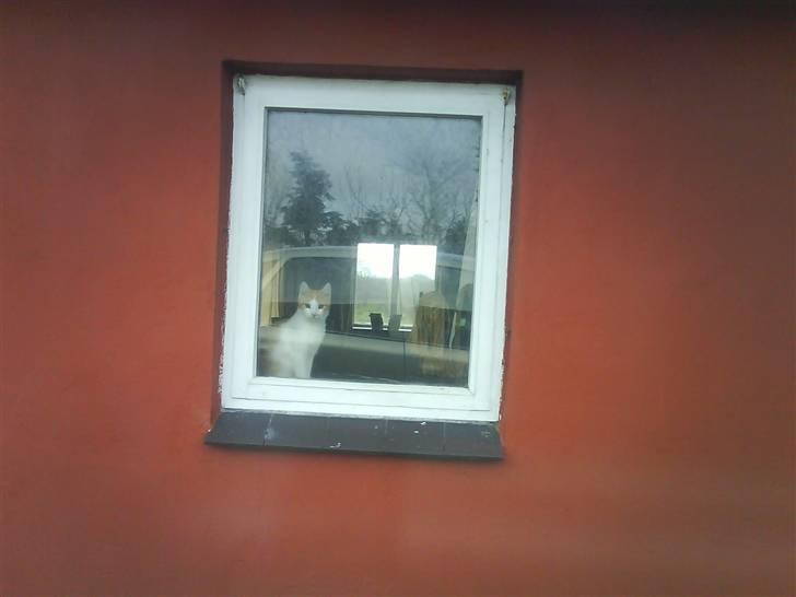 Huskat Toffi - her kan han holde øje med hvem der kommer og køre hjemme fra  billede 9