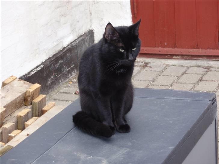 Huskat Blackki billede 10