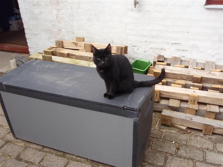 Huskat Blackki billede 11