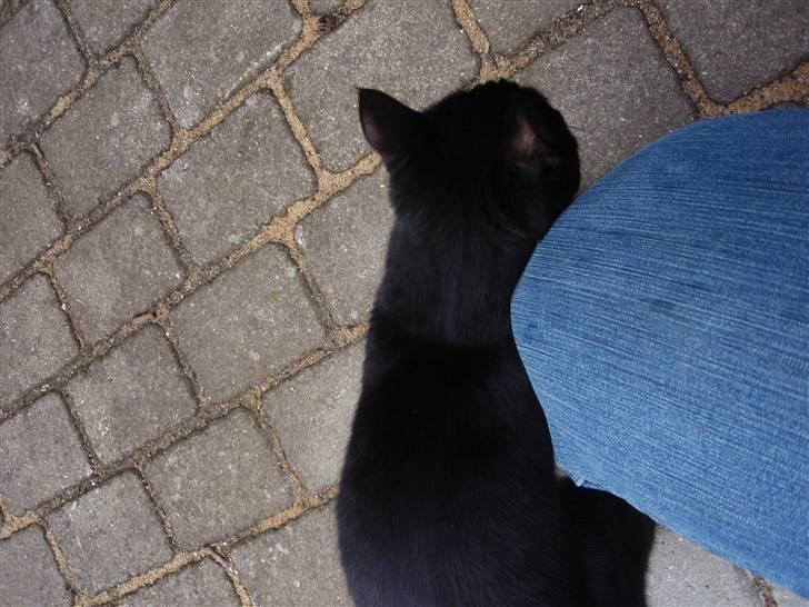 Huskat Blackki billede 12