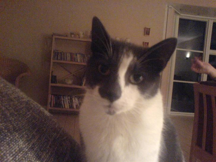 Huskat Magnus - RIP:-( billede 1