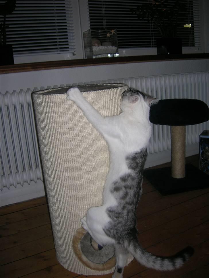 Blanding af racer Ib billede 12