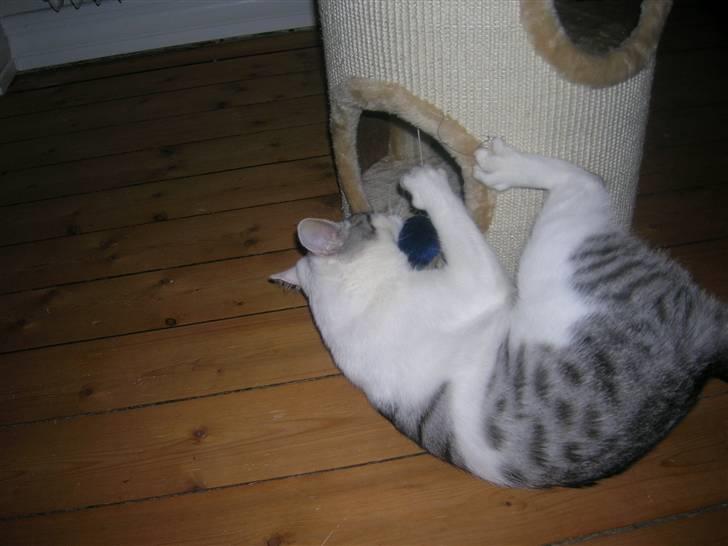 Blanding af racer Ib billede 13