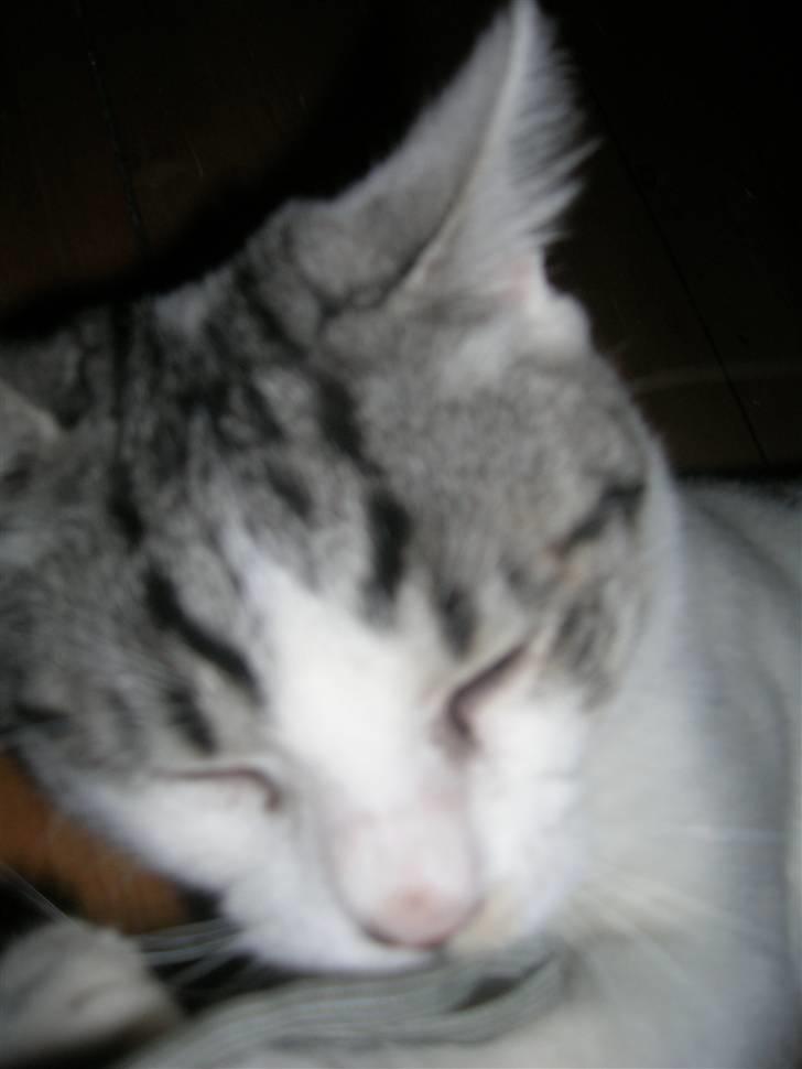 Blanding af racer Ib billede 14