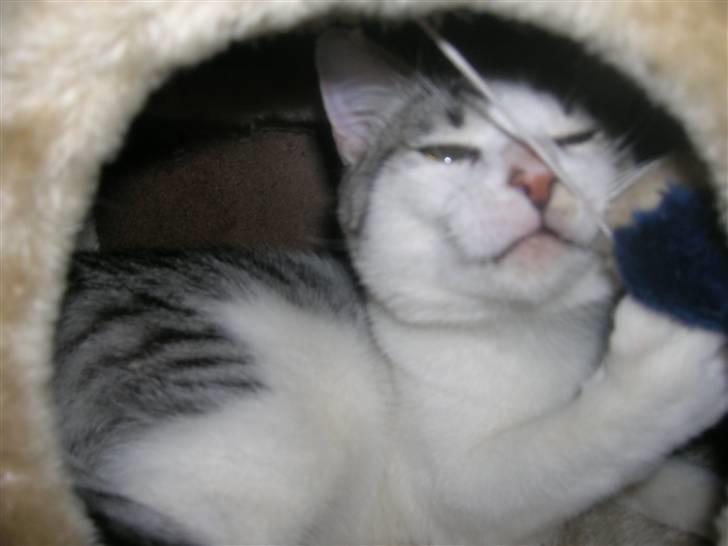 Blanding af racer Ib billede 15