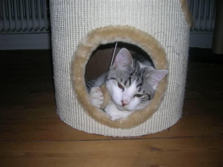 Blanding af racer Ib billede 16