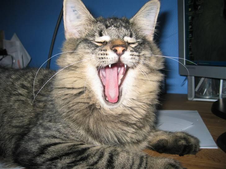 Norsk Skovkat La. Foret´s Tian RIP - Sjovtt haha billede 11